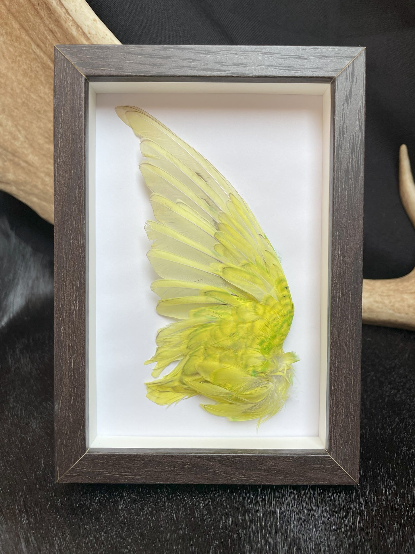 Yellow Budgerigar Taxidermy in Frame